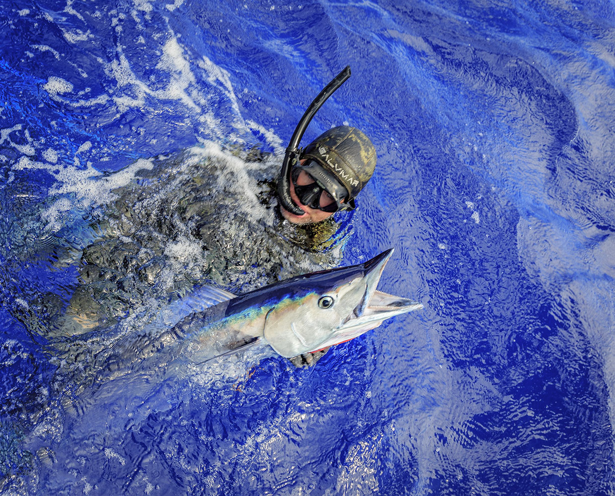 Top Pelagic Fish to Hunt in Australia During the Warmer Months -  Spearfishing Australia